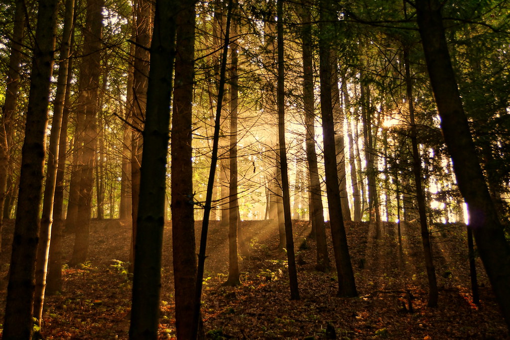 dans la foret cov Ma petite bibliothèque du moment : 10 livres jeunesse pour observer (et aimer) la nature