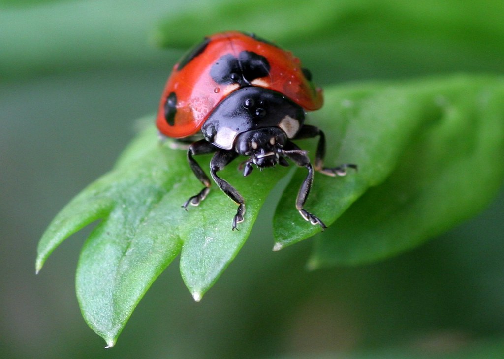insectes jardin cov Ma petite bibliothèque du moment : 10 livres jeunesse pour observer (et aimer) la nature
