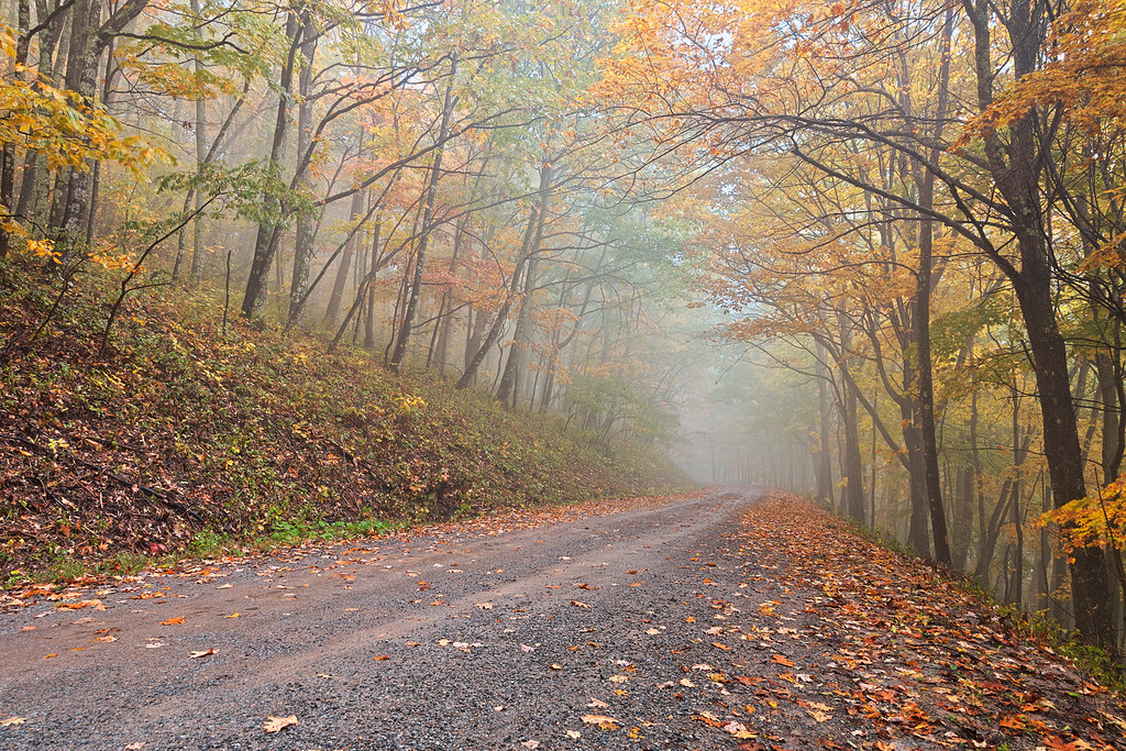 Ma petite bibliothèque du moment : 10 livres jeunesse pour observer (et aimer) la nature sentier automne foret Ma petite bibliothèque du moment : 10 livres jeunesse pour observer (et aimer) la nature