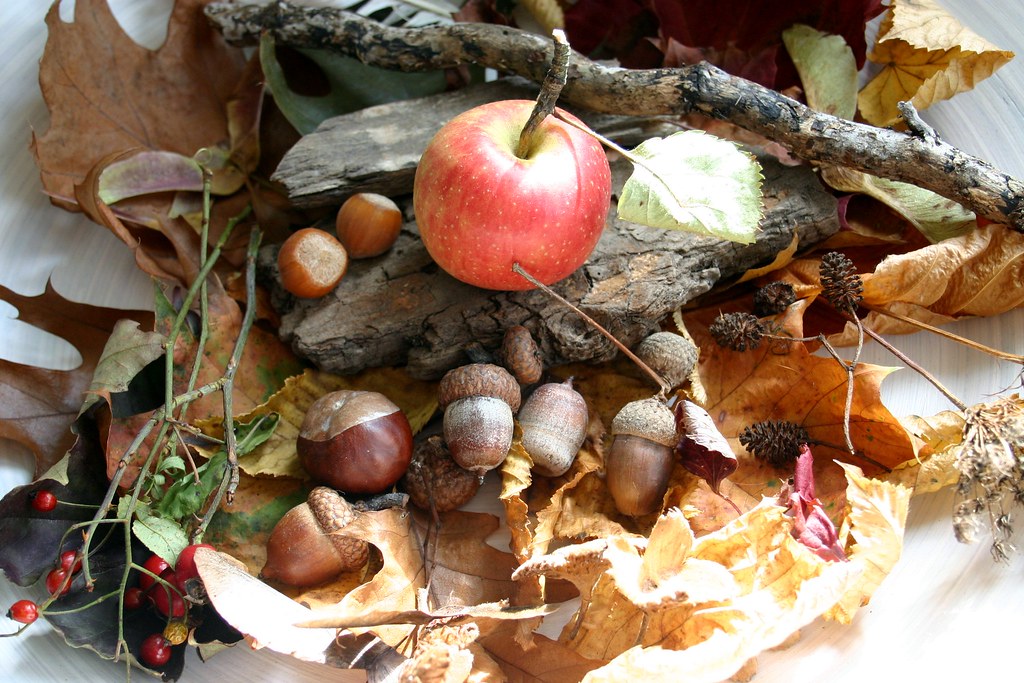 Feuilles, marrons, glands et pommes de pin ramassés pour des activités manuelles d automne