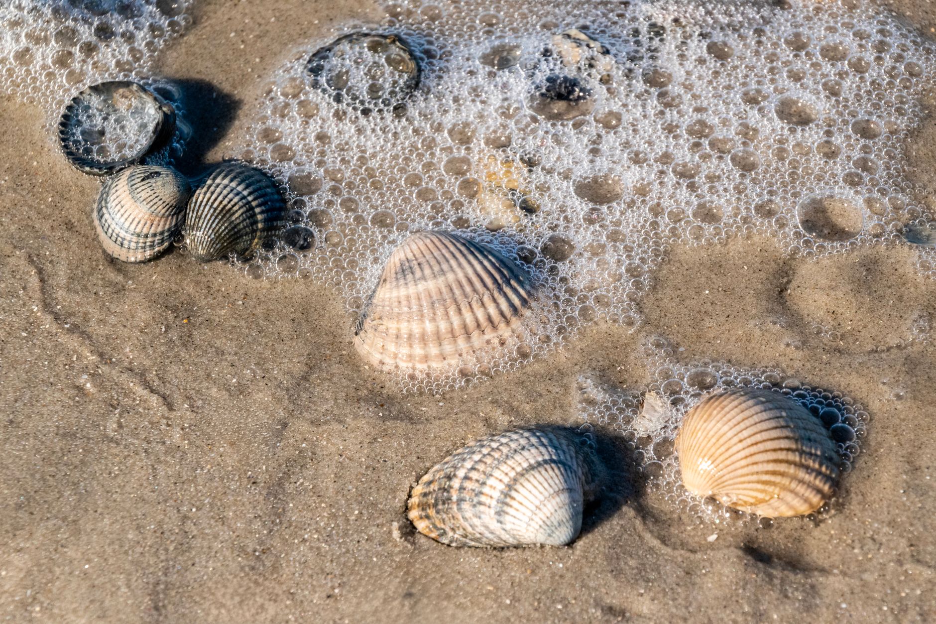 coquillages ramasses sur la plage Je craque pour la bougie maison : 10 idées pour se lancer sans se rater