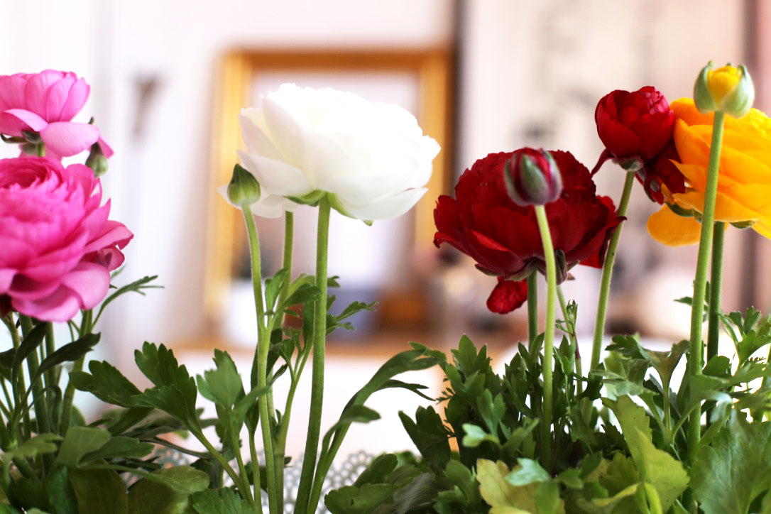 160417 renoncules 2 Jai descendu dans mon jardin...